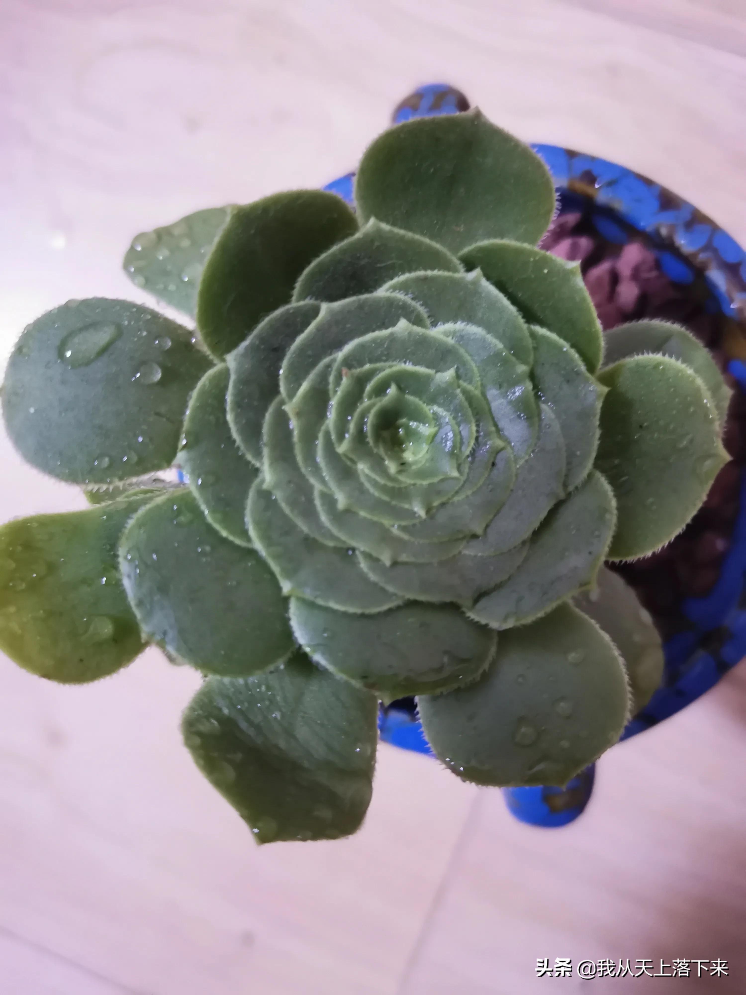 100张花朵美图,100张花图片大全