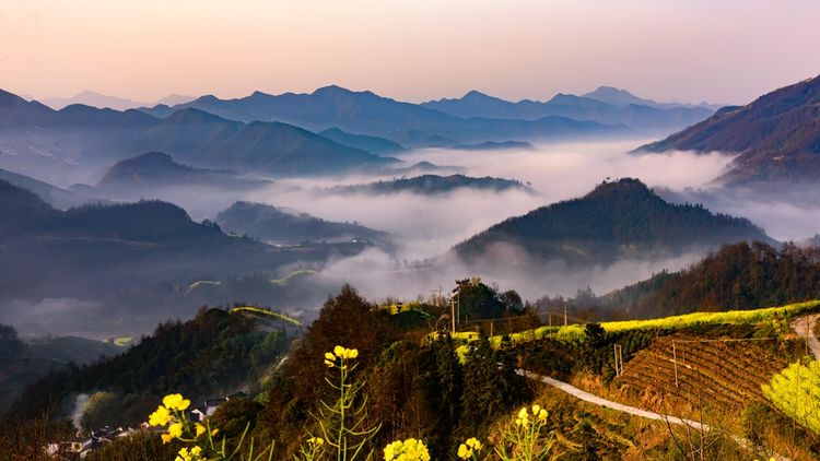 钟智老师（麦高）带您看歙县坡山油菜花