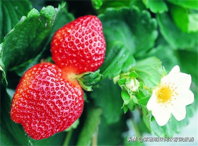 天津蓟县梨木台景点附近农家院,天津蓟县旅游梨木台攻略