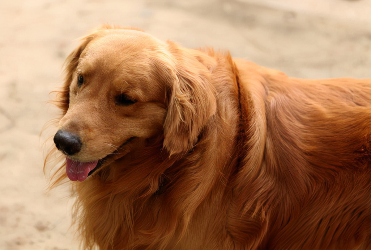 养狗首选这5种,新手养狗什么狗最忠诚