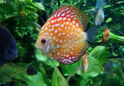 观赏鱼最怕得什么病该怎样补救,观赏鱼常见病症及应对措施