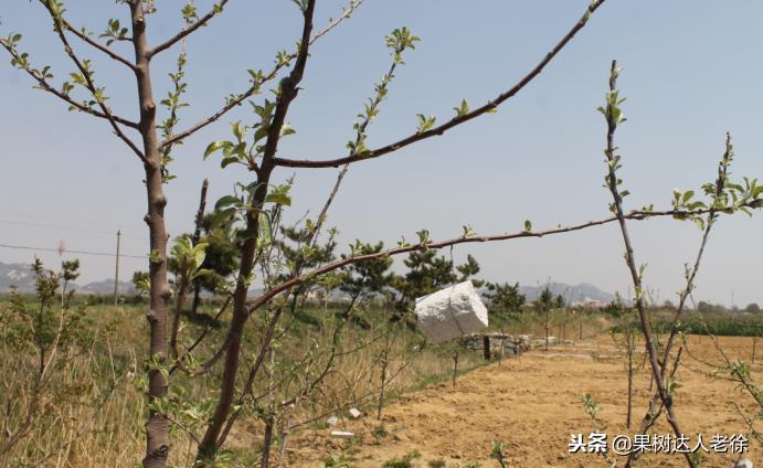 图说果树,自由纺锤形果树整形修剪视频