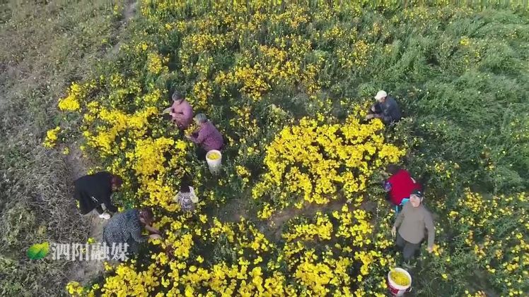 农业农村局民生实事项目,江苏宿迁泗阳农业农村局