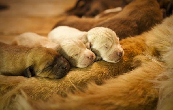 母狗产后抽搐怎么治疗,母狗产后抽搐几秒钟