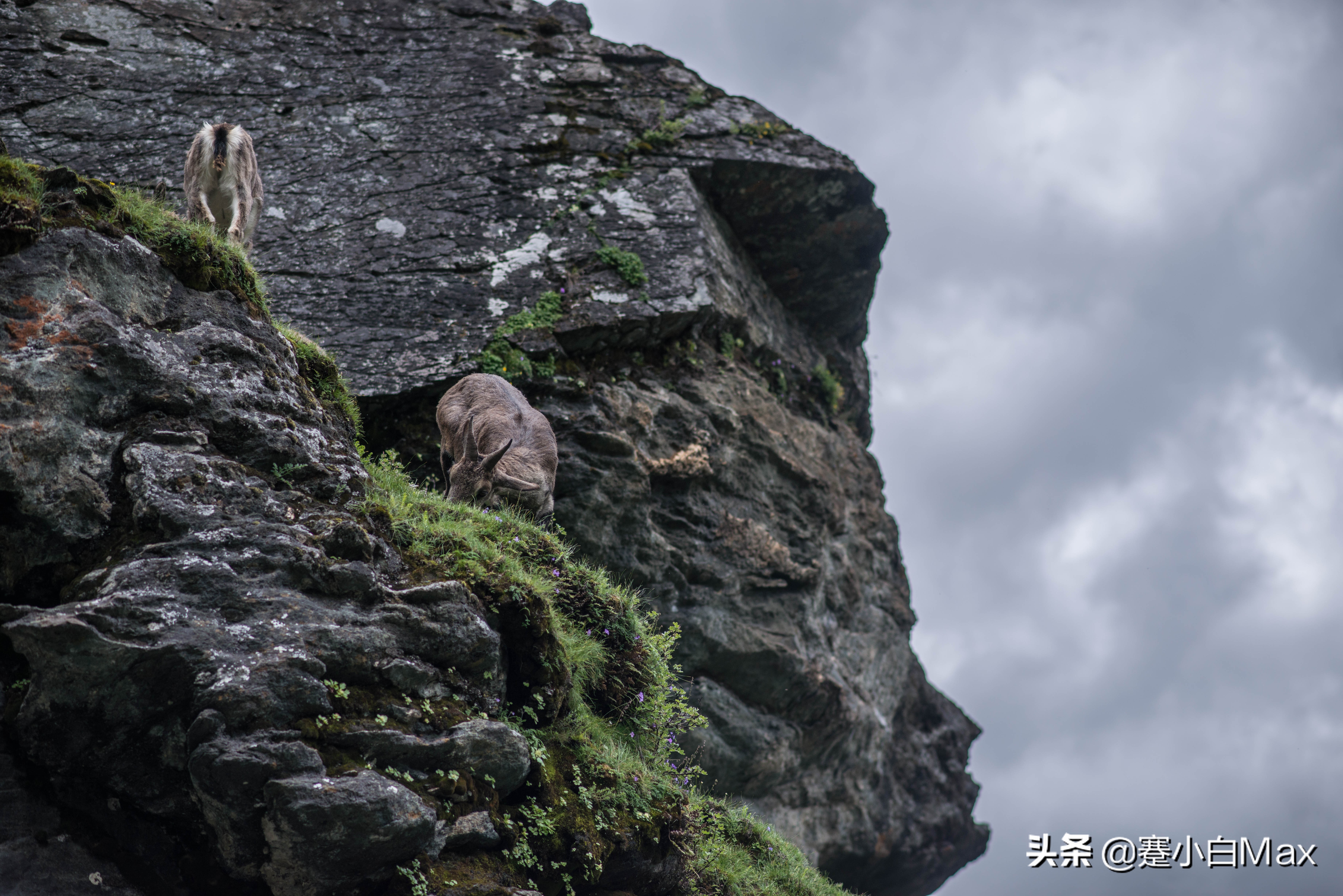 稻城亚丁的文章是谁写的,关于稻城亚丁的一本小说