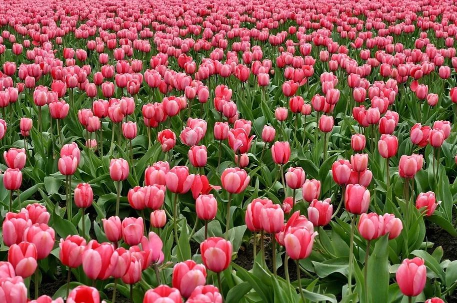 三月踏青去哪里,三月春游一日游攻略