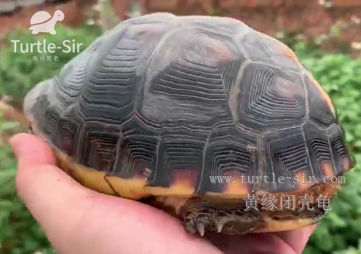 黄缘闭壳龟不冬眠会高背吗,黄缘闭壳龟喂肉能高背么