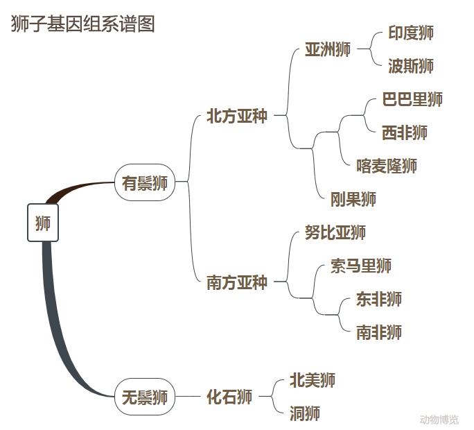狮族南北战争：南方狮一直在蚕食北方狮的领地