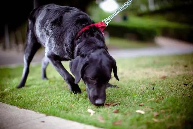 为什么黑色拉布拉多贵,拉布拉多养黑色还是白色