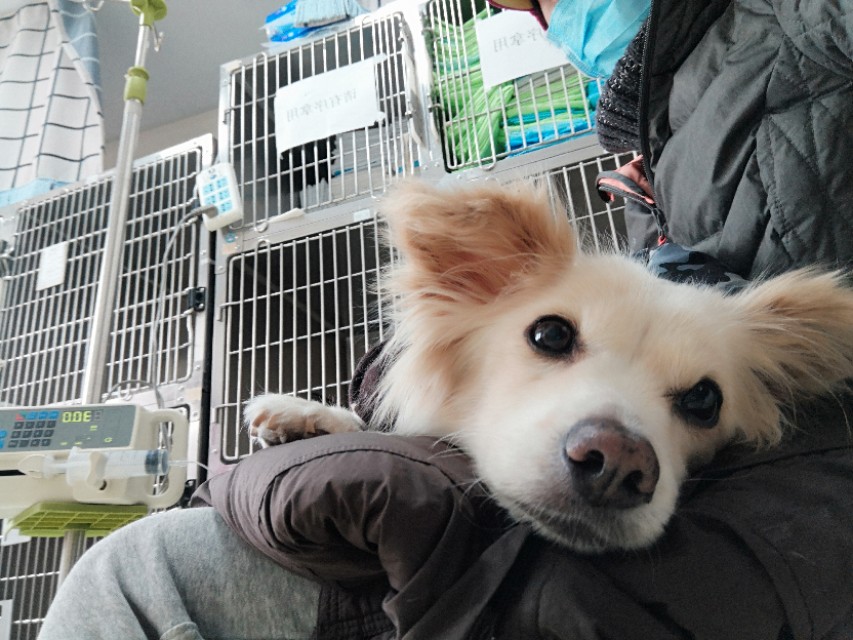 狗狗子宫蓄脓手术危险吗,狗狗子宫蓄脓吐怎么回事