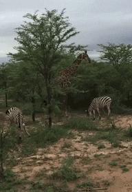 今天过来按脚，恰巧碰见了前女友，我该怎么化解尴尬呢？哈哈哈