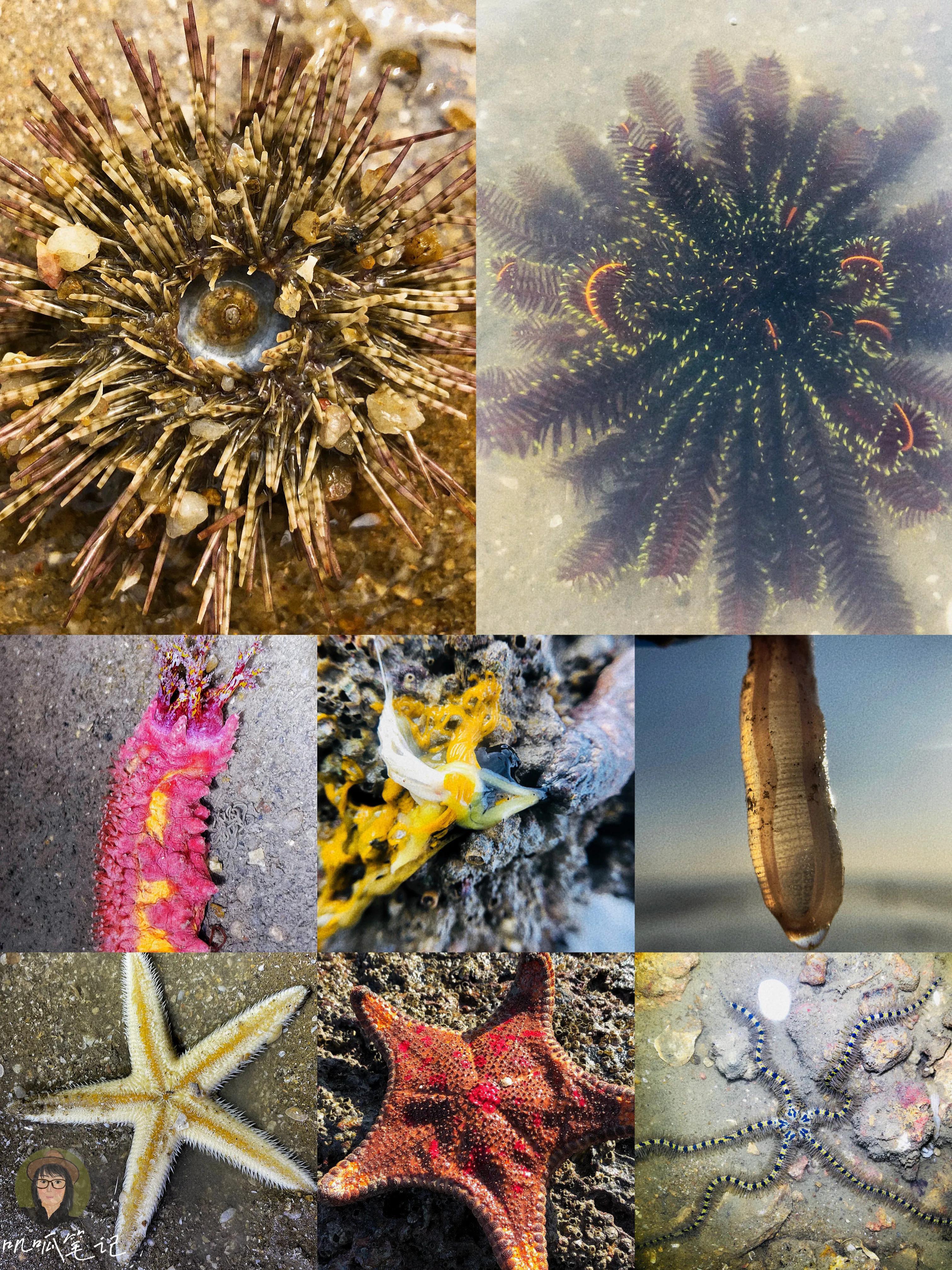 厦门赶海海怪,赶海十大奇怪生物