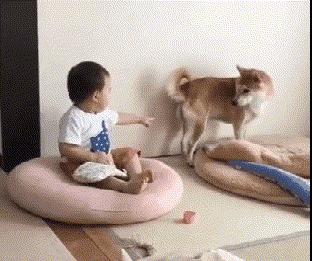 狗子偷吃猪手被发现,狗子被主人吓尿怎么办