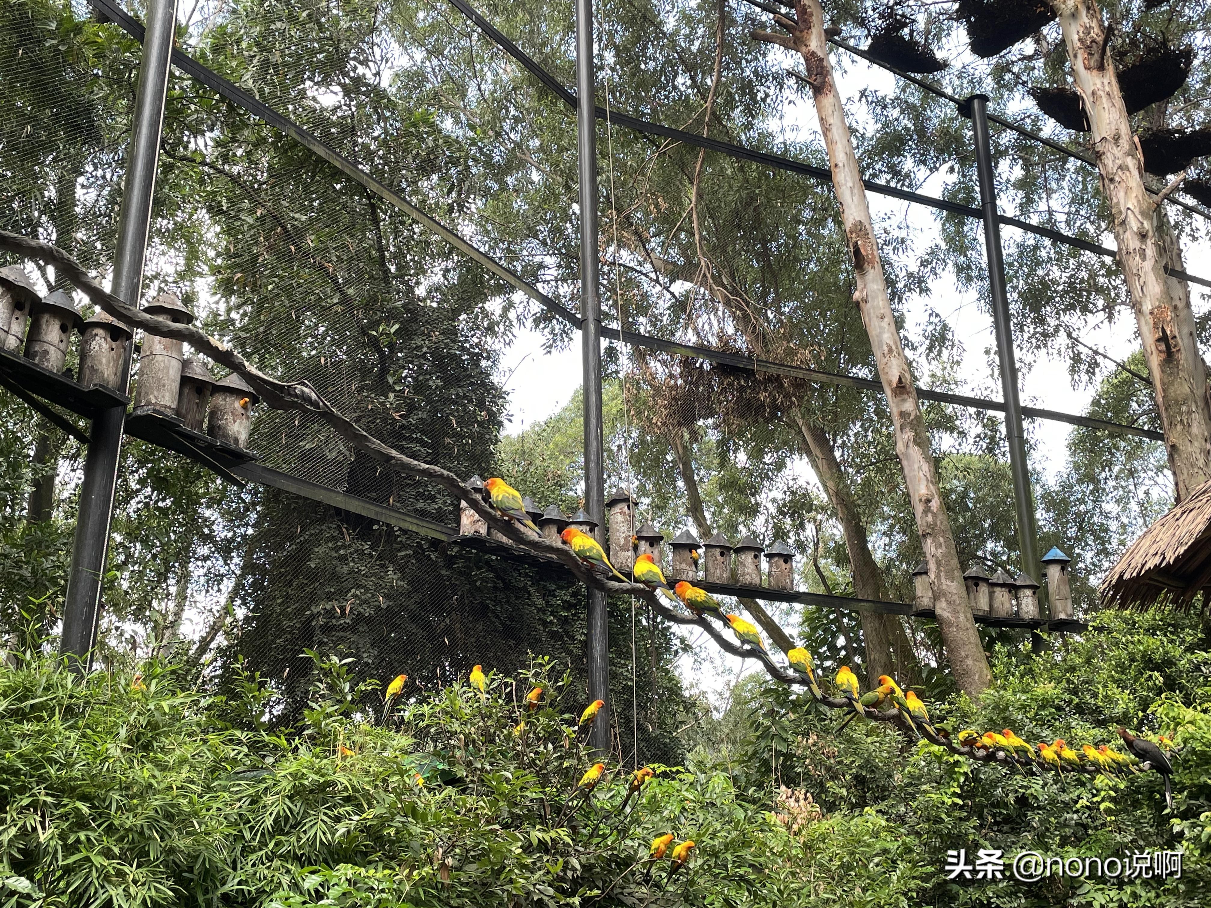 广州长隆野生动物园亲子旅游攻略,11月广州长隆野生动物园游玩攻略