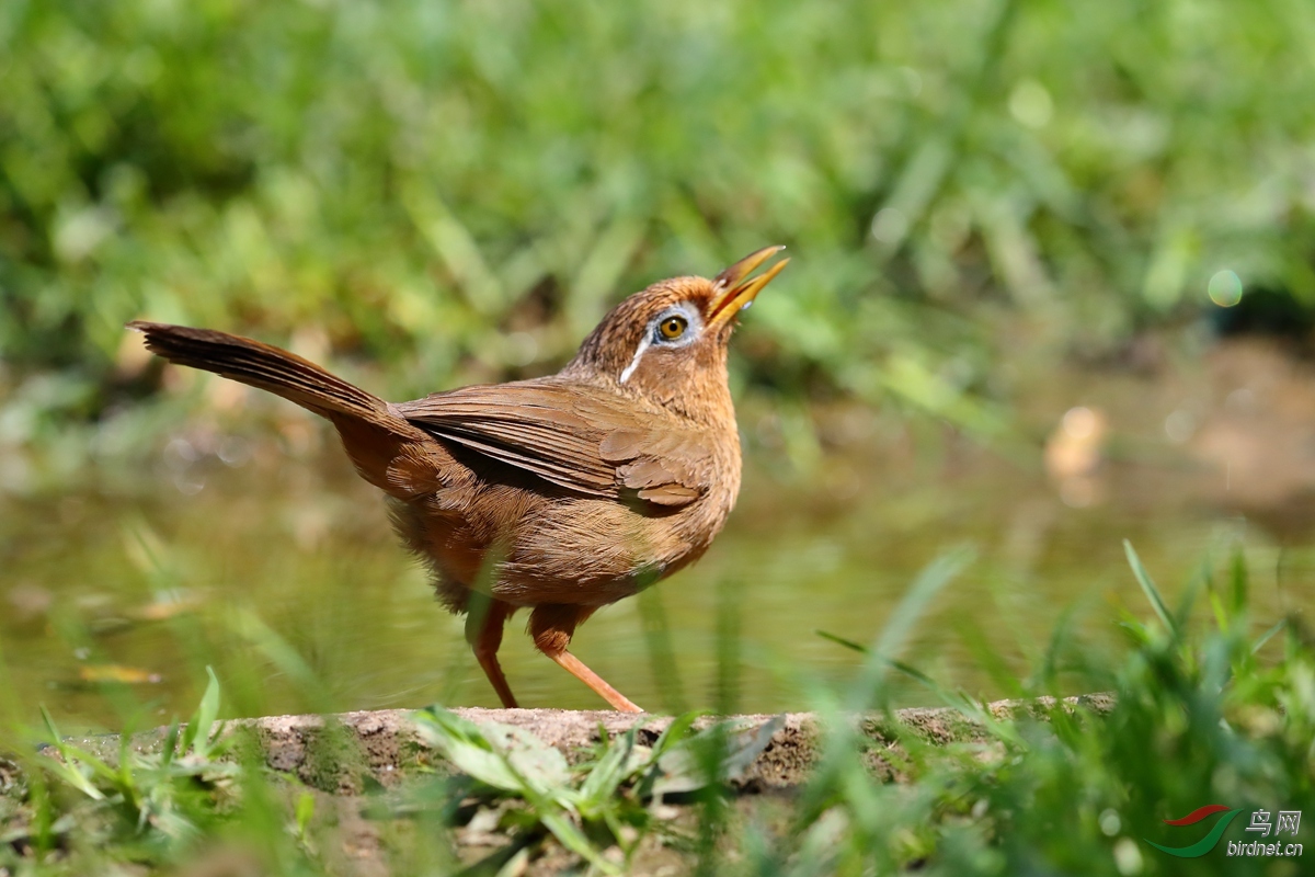 画眉鸟换毛时的注意事项,画眉鸟换毛期怎么养