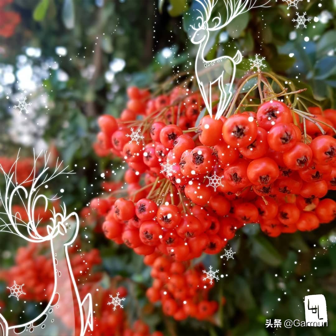 艺术|LulAlilalou看到的神奇世界