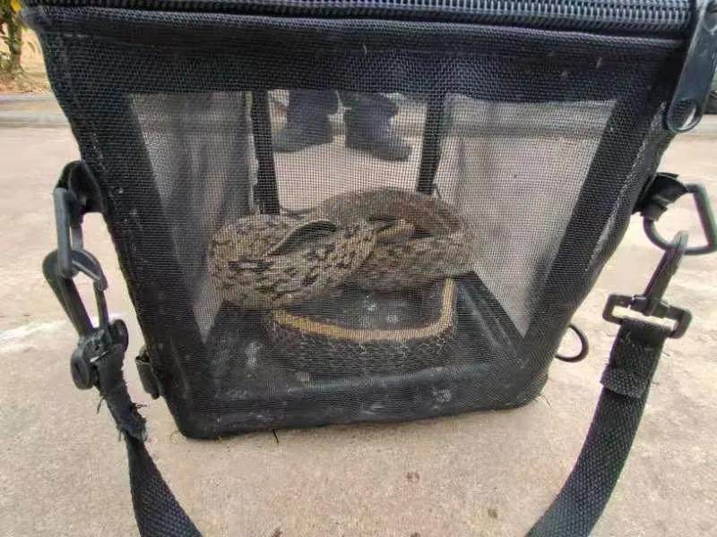 一小区惊现70厘米长蛇,人行道惊现2米长蛇