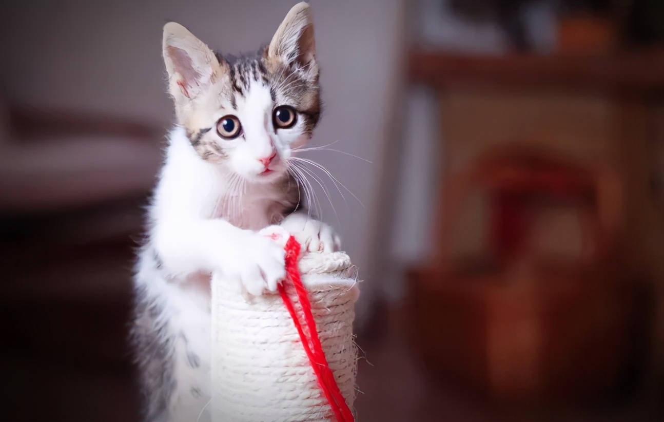 新手养猫必需品,新手养猫建议养公还是母