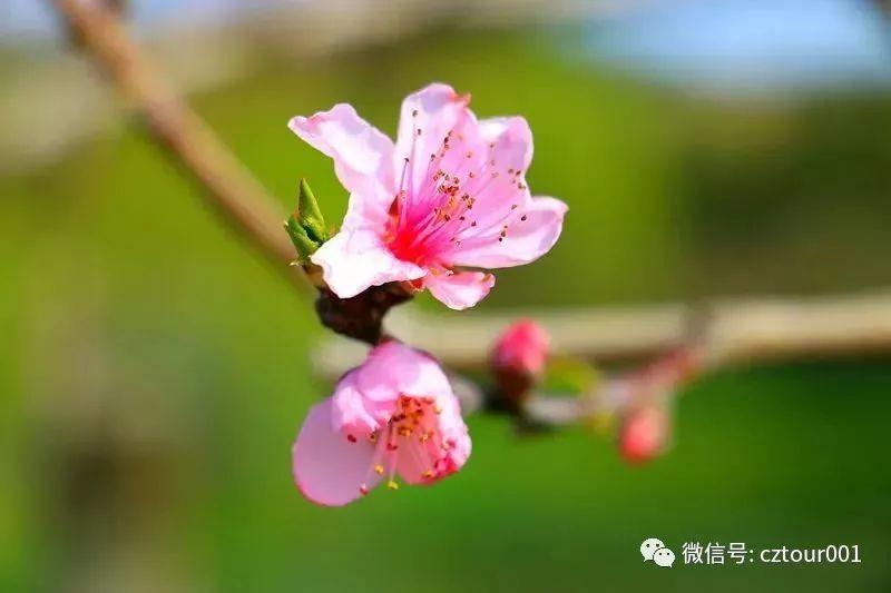 常州周末适合去哪里踏青,清明农庄亲子游攻略