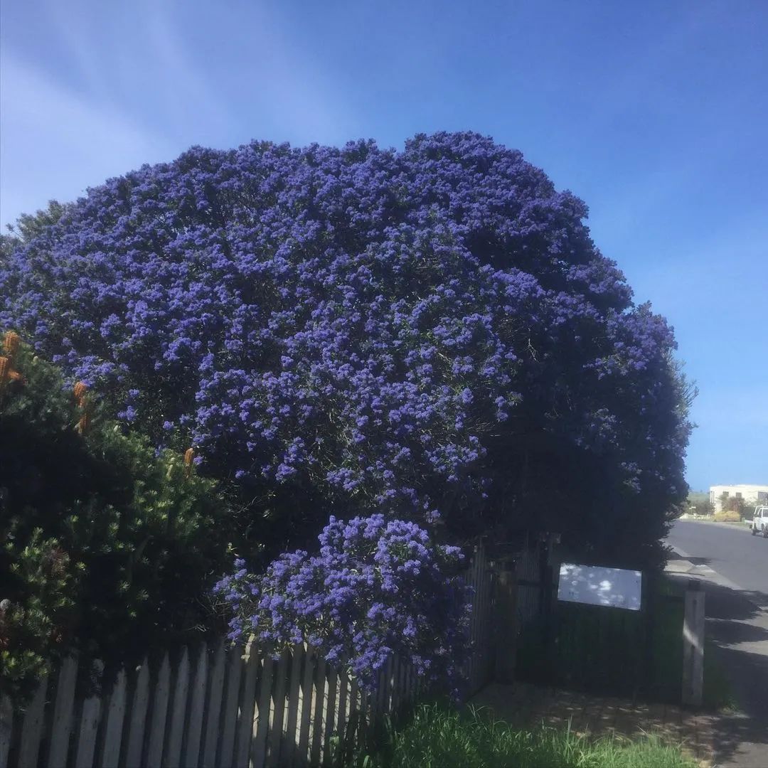 植物和花盆搭配,铁线莲哪个品种和紫藤搭配