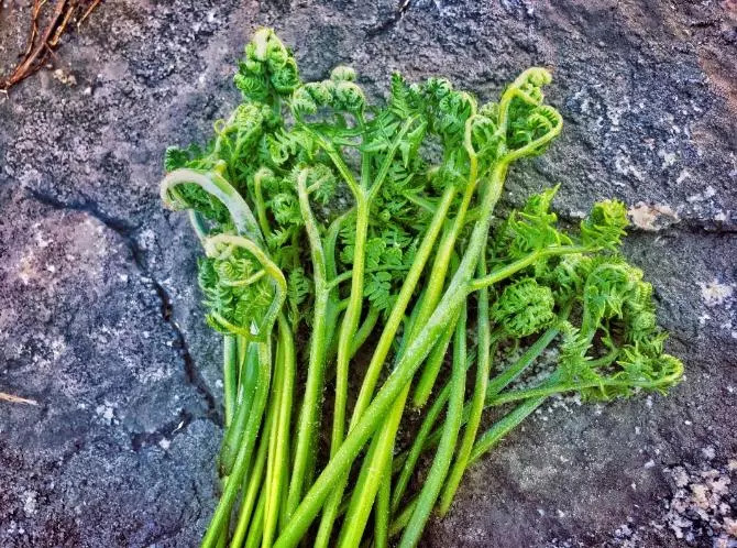 来一场原始森林的探险之旅——大连天门山旅游攻略