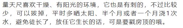 什么花放在家里最好看最实用,放家里风水好又好养的花有哪些