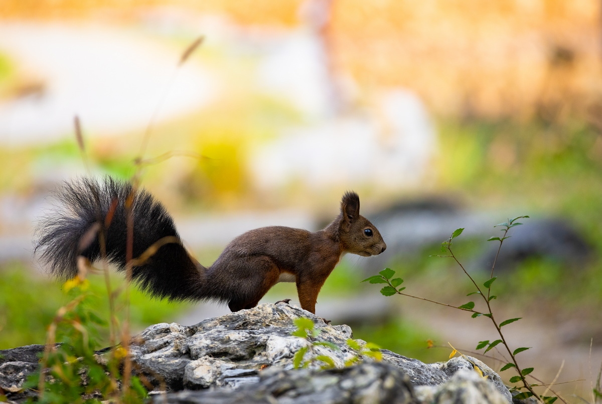 浣宠兘rf400mmf2.8璇勬祴,浣宠兘rf-s24-105mm娴嬭瘎
