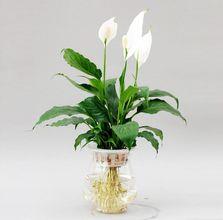 水培花卉养鱼,水培花卉培育