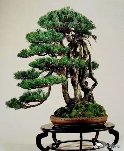 又好看又好养的盆景,最值得收藏的十种盆景