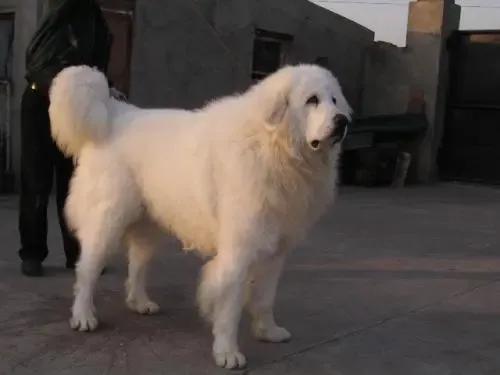 各国猛犬品种排名,各国品种猛犬