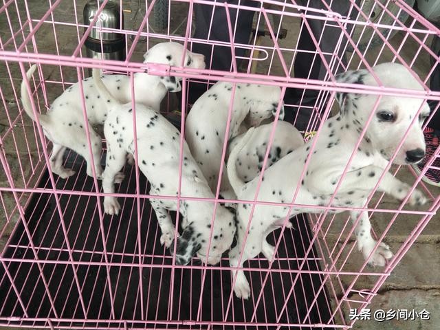 开封狗品种大全,开封狗市是中国最大的吗