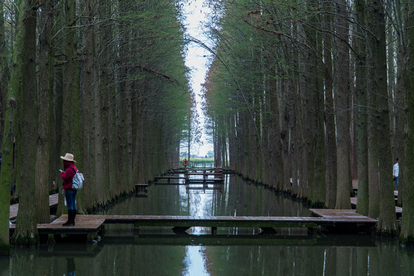 踏春赏花正当时，打卡千垛水上油菜花！玩转兴化景点美食全攻略