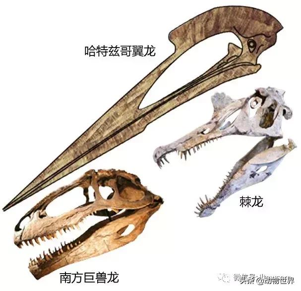 哈特斯哥翼龙比风神翼龙大吗,哈特兹哥翼龙复原图