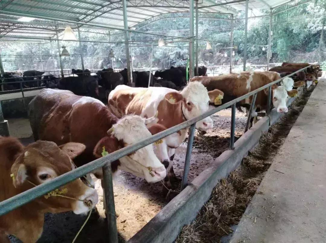 国家现代农业产业园肉牛,云安区肉牛产业园现状