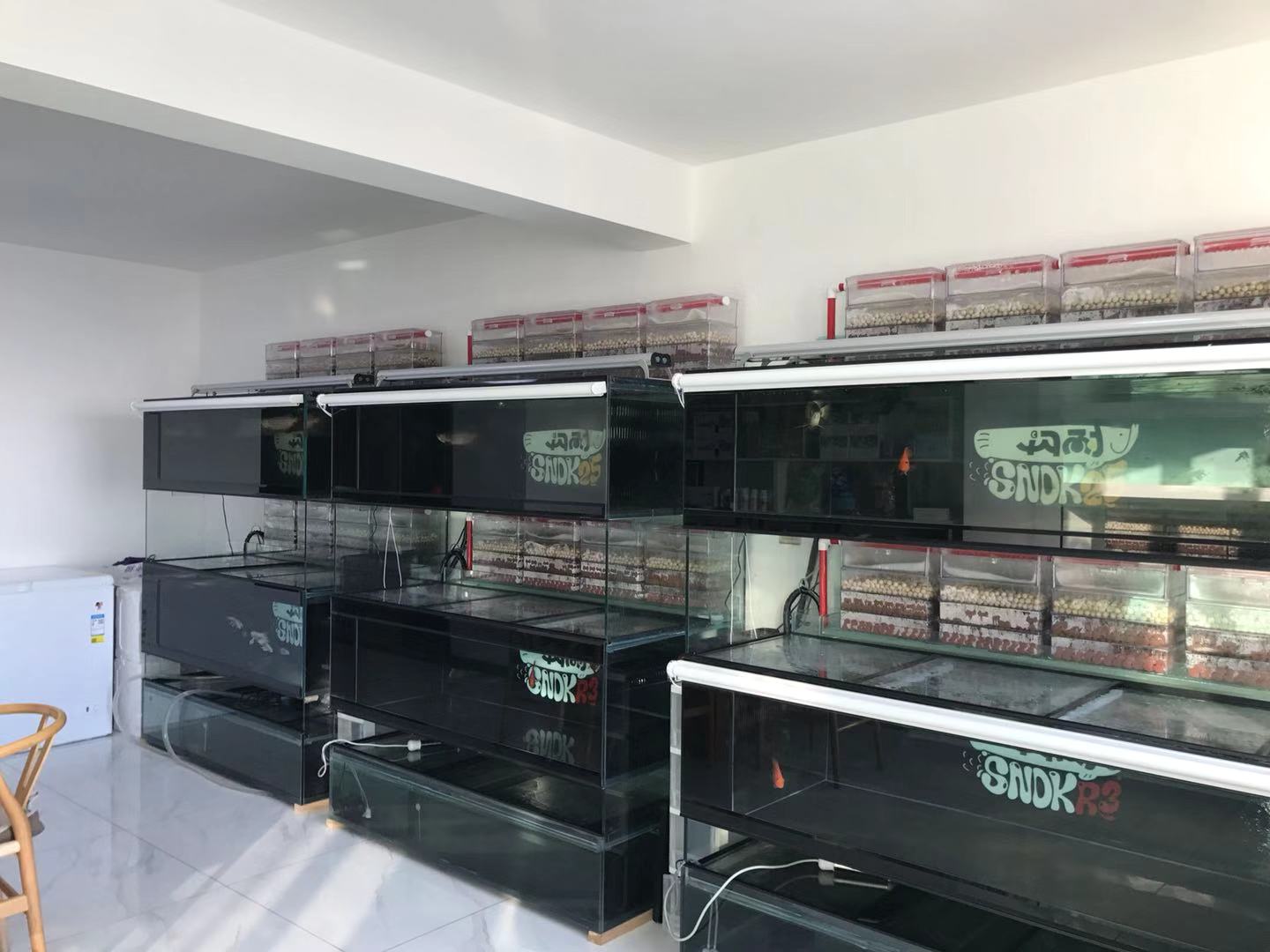 龙鱼严重怕人怎么办,龙鱼到家不吃东西