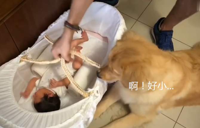 金毛好养吗爱乱跑吗,金毛好养吗会乱叫吗