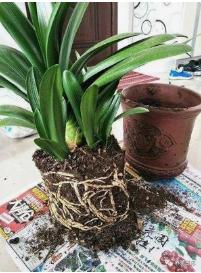 君子兰怎么养最好看看专家怎么说,最贵君子兰9999万图片