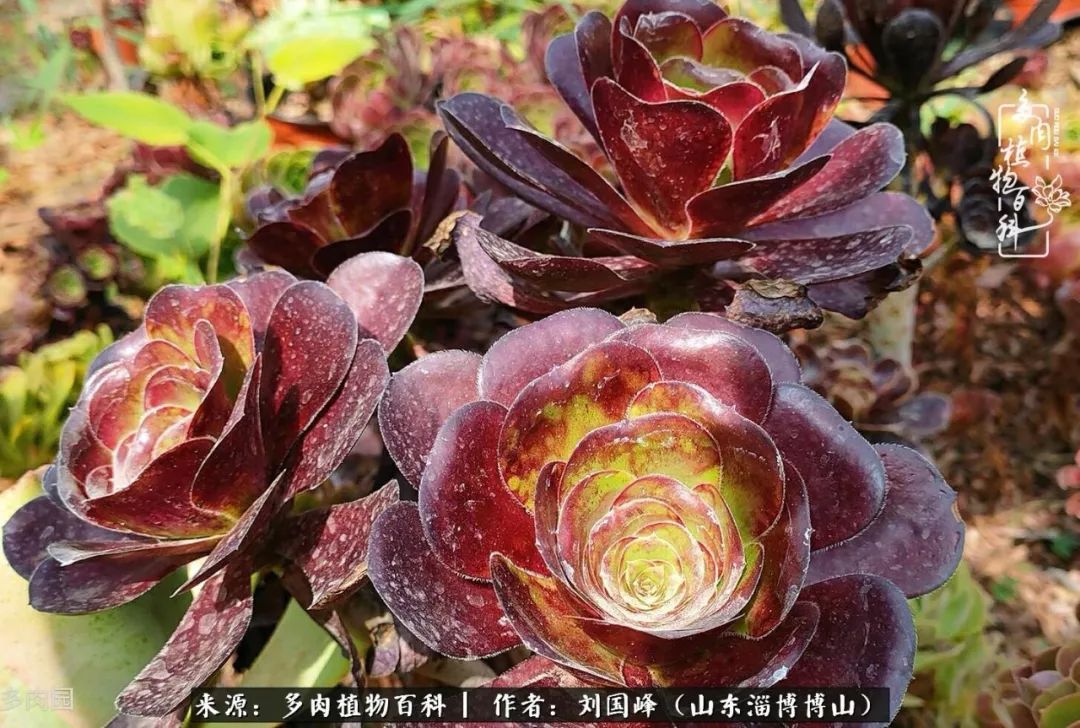 多肉植物大王叫我来巡山,大王叫我来巡山绿植