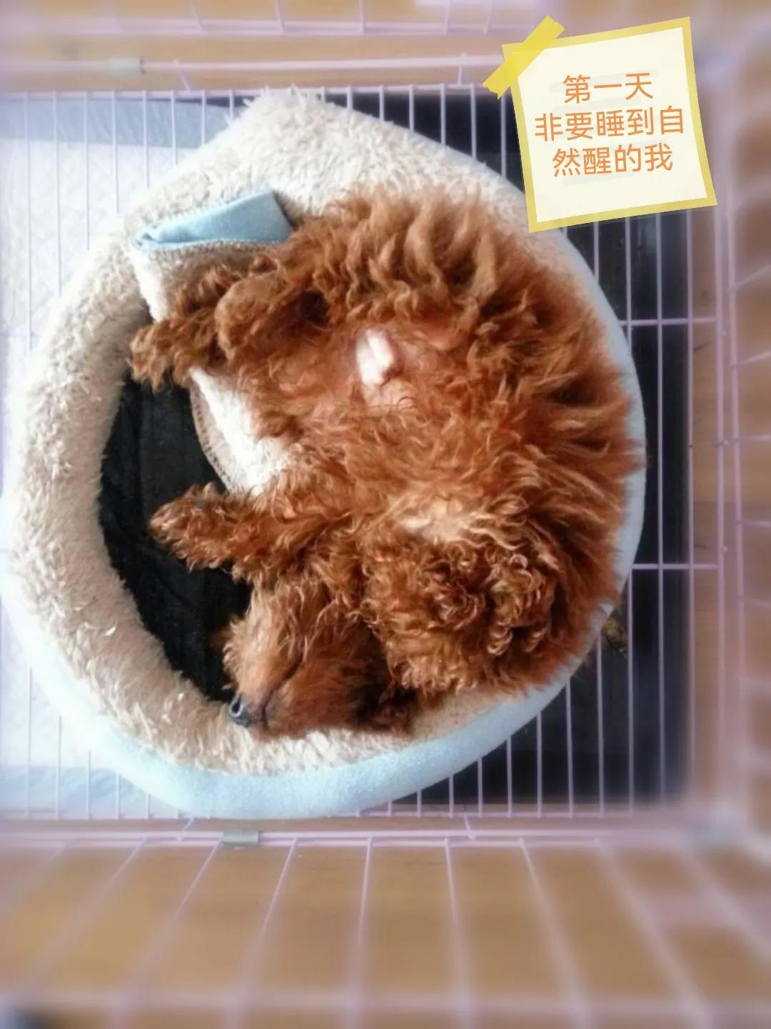 国庆七天乐毕福剑主持,国庆七天乐已经正式拉开帷幕