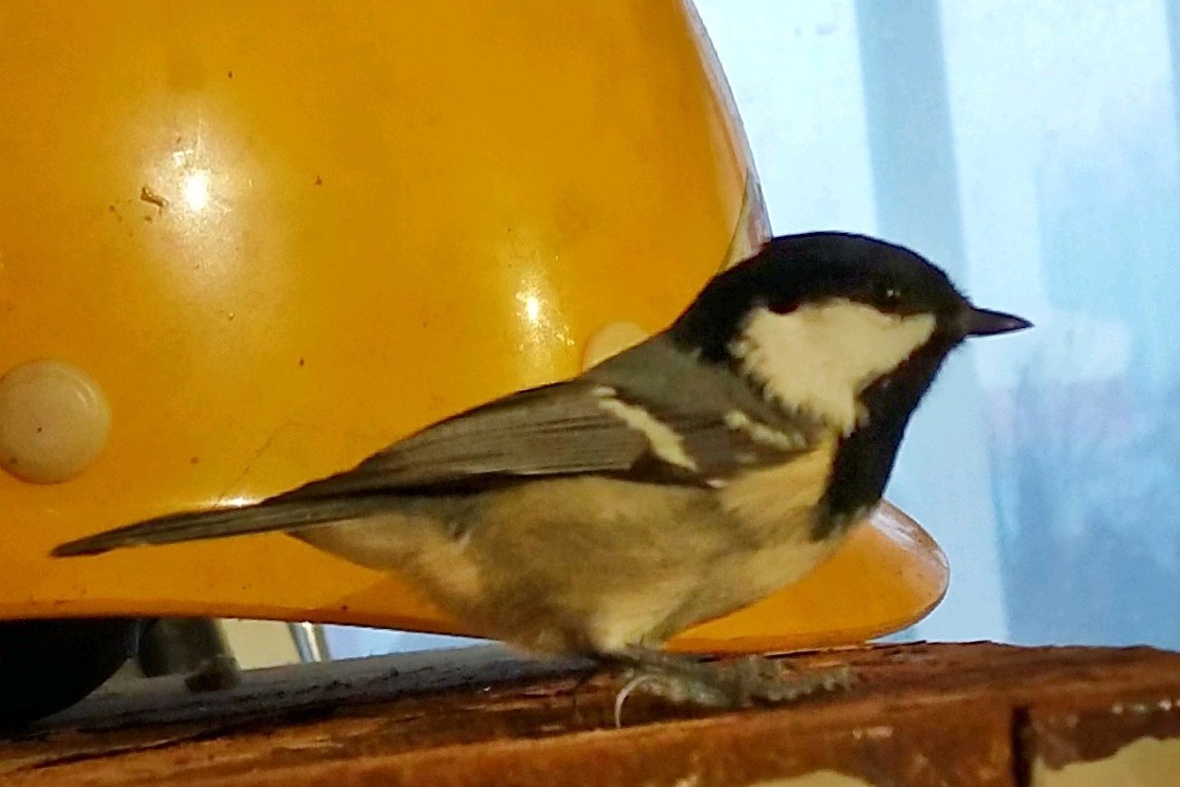 为什么养贝子鸟的多,冬季养贝子鸟的经验