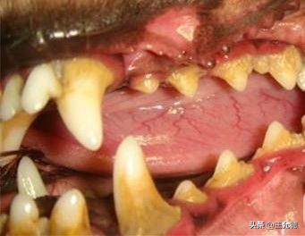 狗子口腔有问题会有什么反应,狗得口腔溃疡会有什么症状