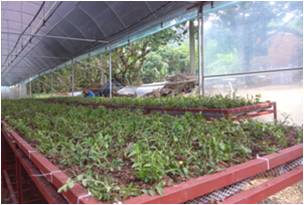 铁皮石斛植物组织培养,植物培养基础知识