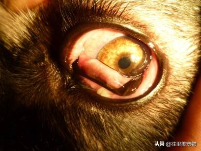 宠物眼角增生怎么治,宠物第三眼睑增生滴什么眼药水