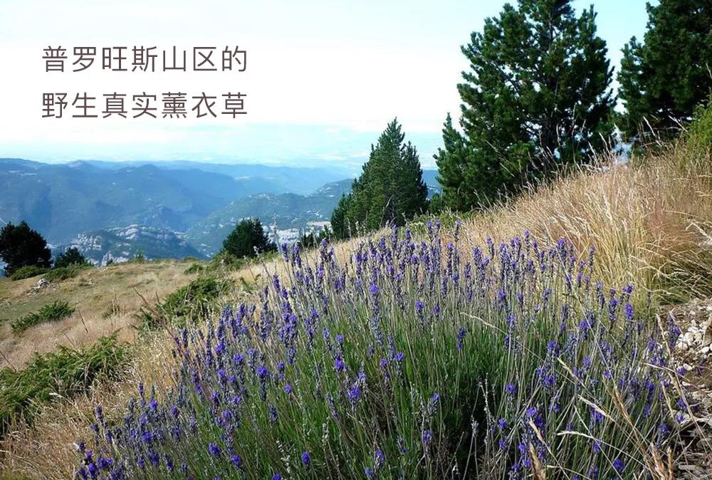 紫精灵薰衣草精油怎么用,薰衣草精油多特瑞