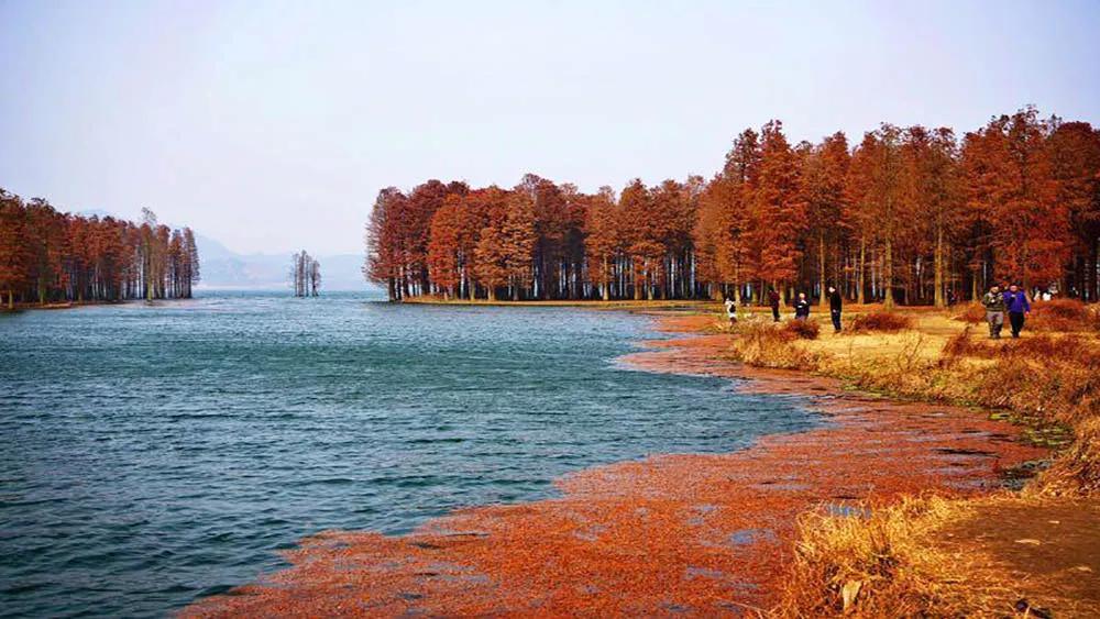 银杏古道自驾游攻略,江浙沪绝美古道苏州