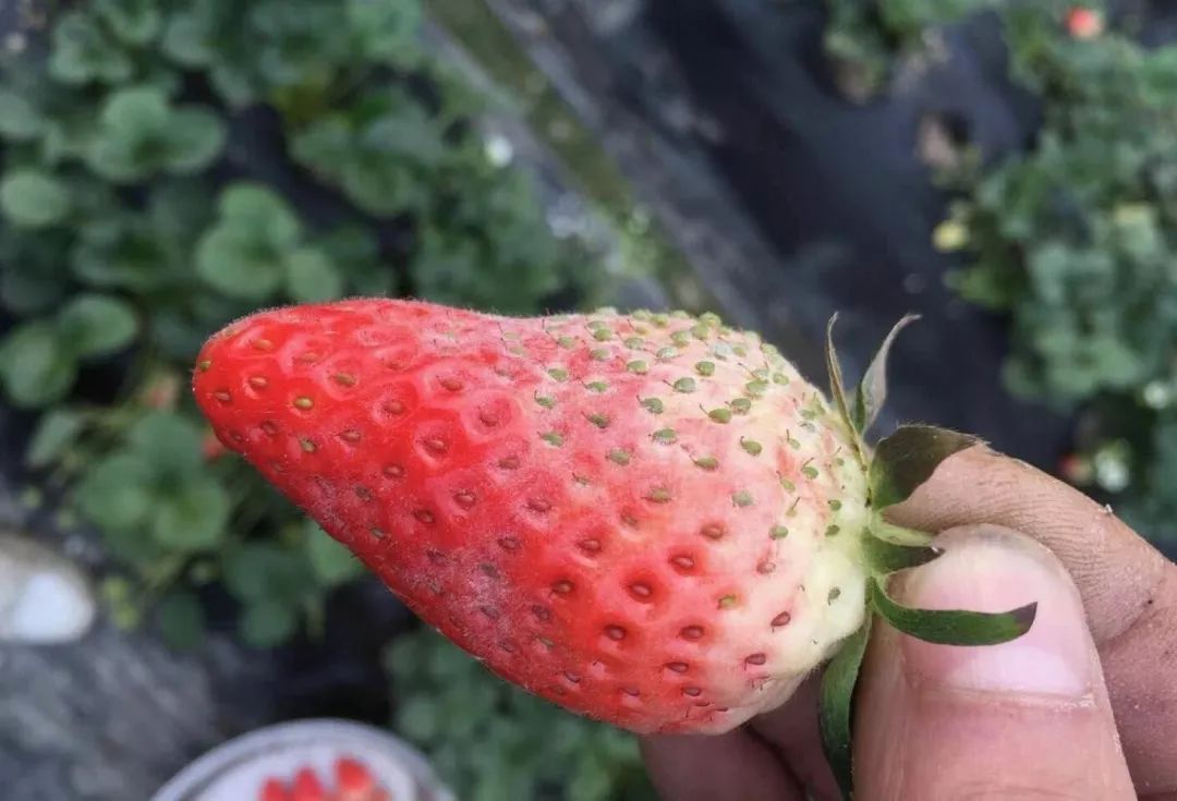 草莓叶片上一层白霉，低温寡照发生多，农民如何防治？