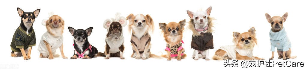 狗狗买衣服,给狗狗买玩具有什么要注意的