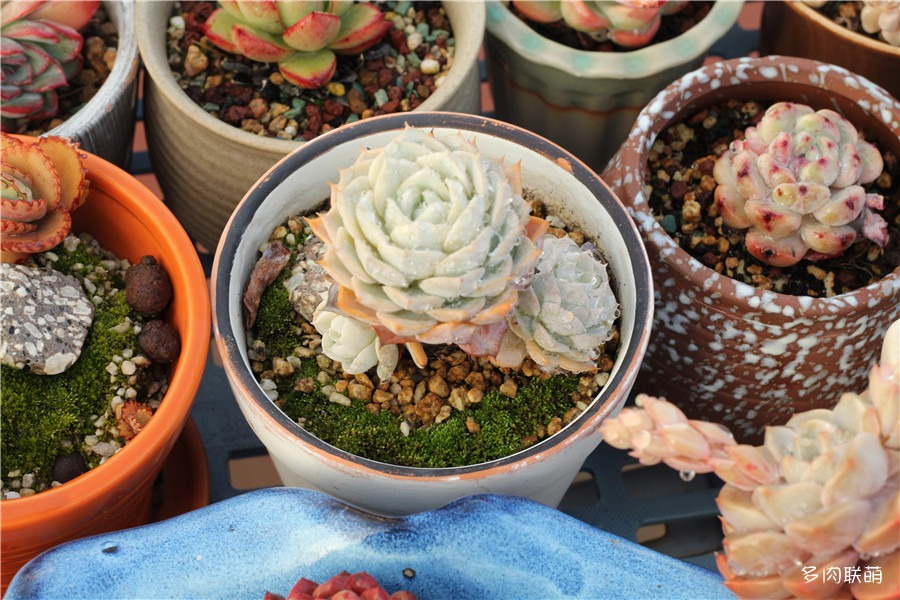 多肉青苔铺面,多肉各种铺面