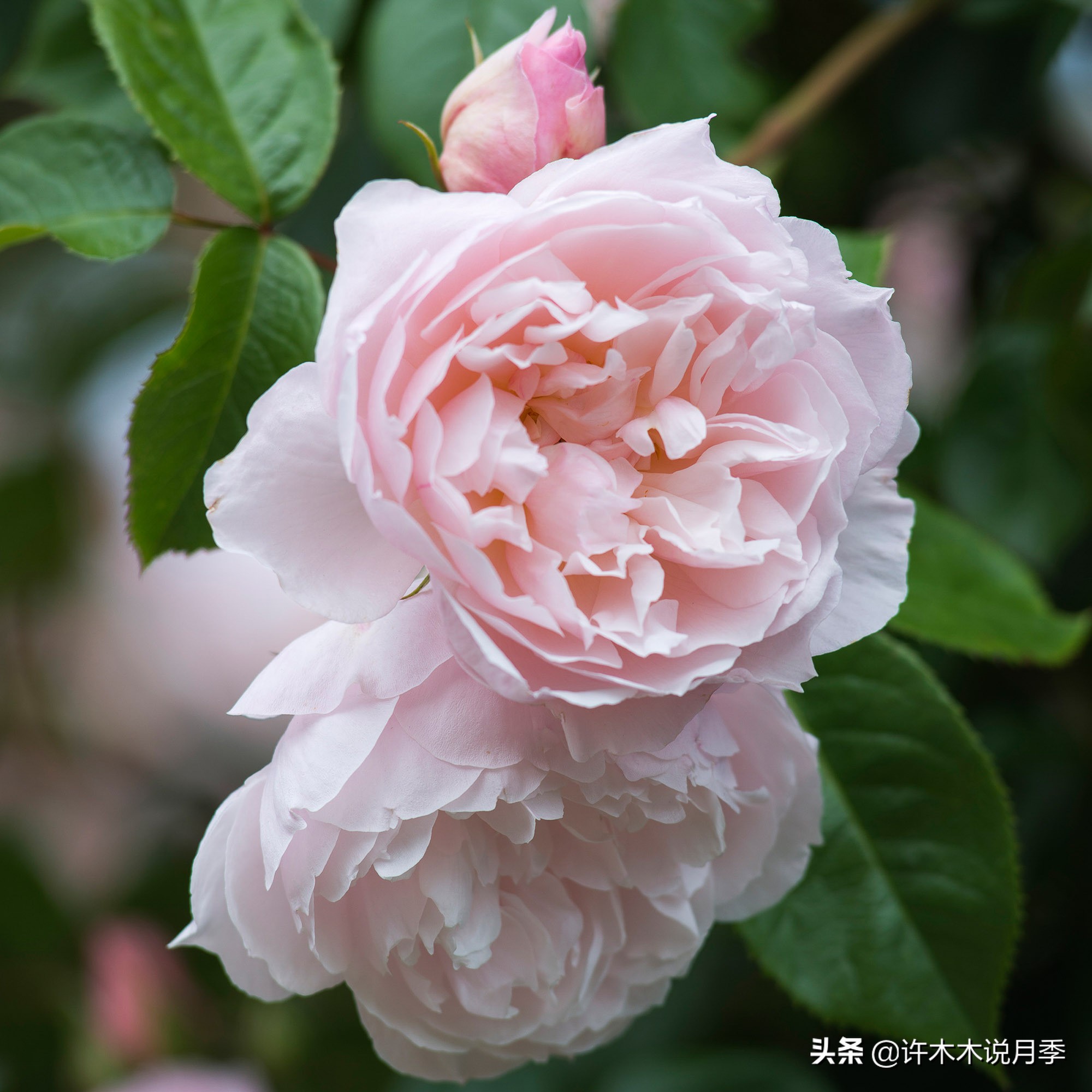 月季常见4种病,月季黑杆病怎么处理