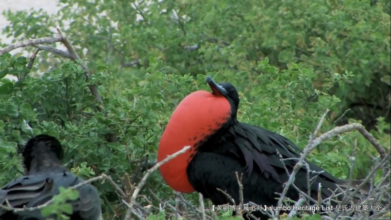 世界上最长寿的象龟多少岁,迄今发现最长寿的龟